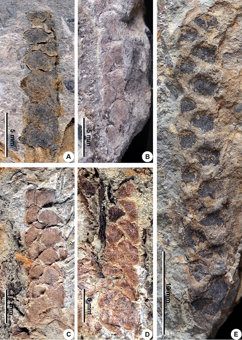 云南（A、B、E）、广西（C、D）早泥盆世地层中的紧贴扁囊蕨标本图.jpg