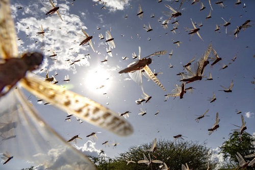 肯尼亚伊西奥洛县的沙漠蝗虫群     图片来源：FAO  1111.jpg