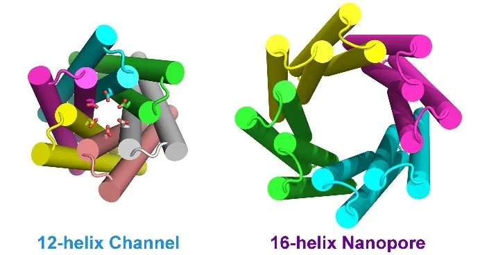 两层ɑ螺旋同心环组成的跨膜孔蛋白结构示意图.jpg
