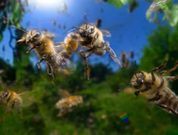 ���Ե�������Ƭ�̼��۷��ø��й�����