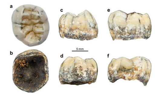 这颗老挝古人类臼齿可能来自丹尼索瓦人