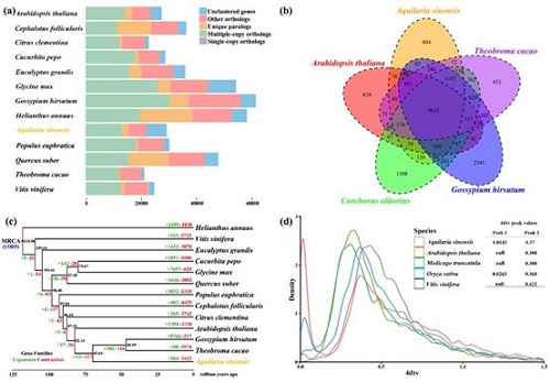 白木香与其他物种的比较基因组学分析。.jpeg