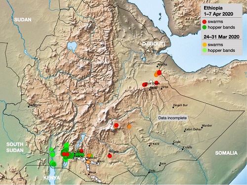 埃塞俄比亚的蝗虫形势     图片来源：FAO     1111.jpg
