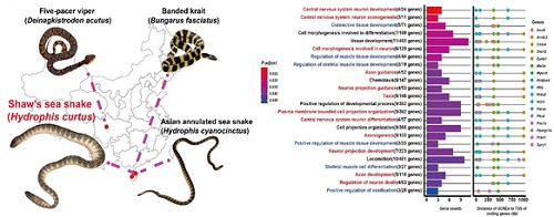 平颏海蛇（左）及海洋适应相关的基因富集结果（右）.jpg