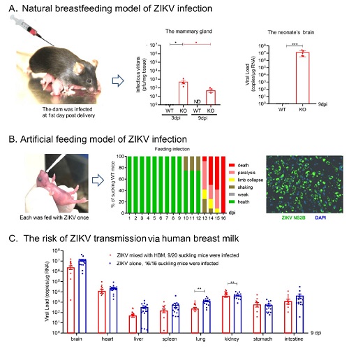 小鼠模型研究证实哺乳可传播寨卡病毒。A.在自然哺乳模型中，ZIKV可以通过母乳感染A129乳鼠；B.在人工哺乳模型中，C57Bl6乳鼠饲喂ZIKV可被感染并致神经系统病征；C.人乳汁具有一定抗病毒活性但不能阻断ZIKV可感染C57Bl6乳鼠。.jpg