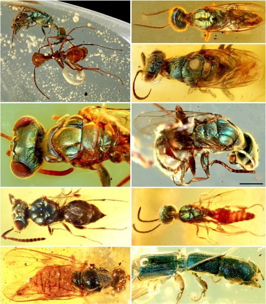 白垩纪缅甸琥珀中多样的具金属色彩结构色的昆虫.jpg