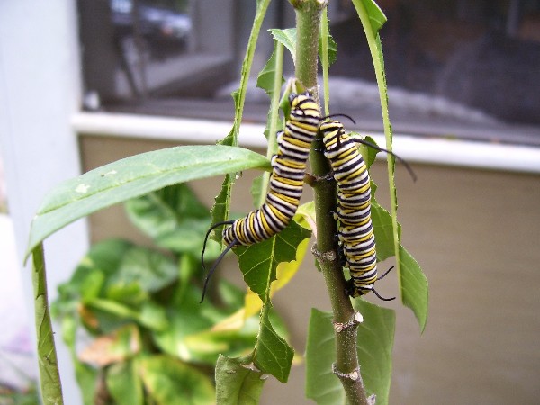 caterpillar-296942_1920.jpg