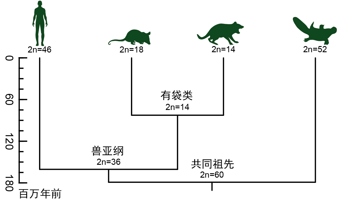 哺乳动物染色体演化历程简图（周旸等绘）.jpg