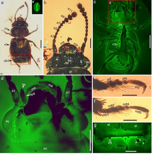 白垩纪中期缅甸琥珀中发现的新生粉花甲（Pelretes vivificus）及其传粉相关的适应性特征（绿色为激光共聚焦图）.jpg