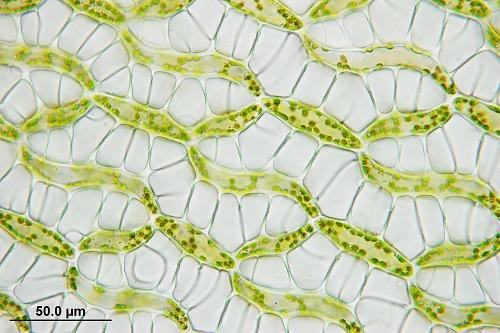 泥炭藓独特的透明细胞（储水细胞）.jpg