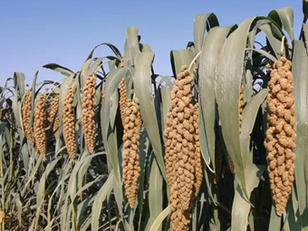 育种新途径：谷子高产靠微生物