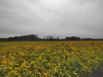 良种良法配套助力大豆亩产超306公斤