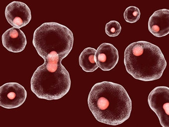 超过每周饮酒建议量让染色体变短