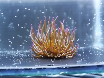 海洋“向日葵”：海葵