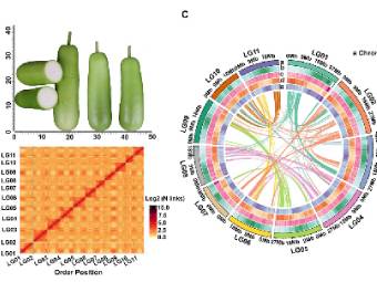 蒲瓜基因组组装研究获进展