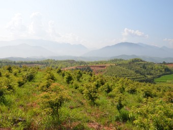 木荷种质资源库确定为国家林草种质资源库