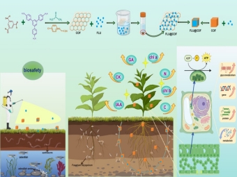 纳米载体“点亮”植物生长