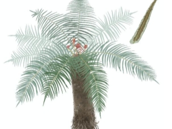 苏铁蕨基因组透视蕨类植物演化保护获揭示