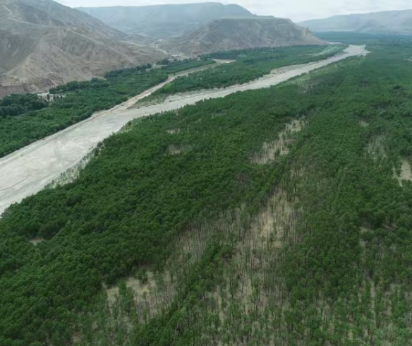 在世界屋脊当“树医”，开出“树癌”处方