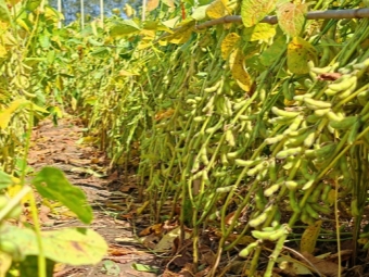 智斗植物瘟疫：从识破诱饵到激活“哨兵”