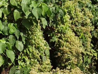 薇甘菊“三招”重塑根际氮循环占先机