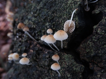 研究发现大型真菌新物种