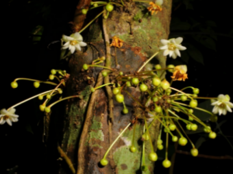 云南发现八角属新种睡莲八角