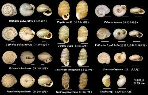 蜗牛的种类品种图片