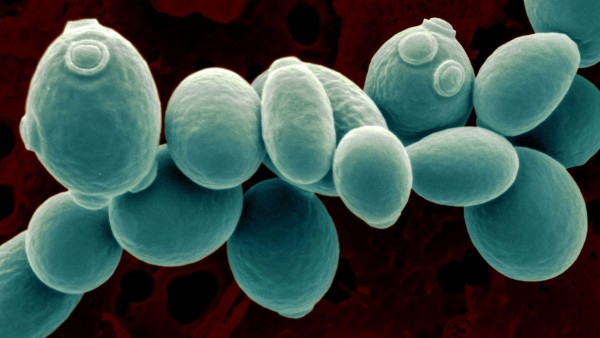 酵母菌细胞核图片图片