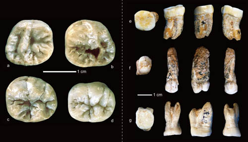 龙骨洞遗址发现的古人类牙齿化石