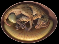 我国发现迄今为止科学记录最完整的鸭嘴龙胚胎