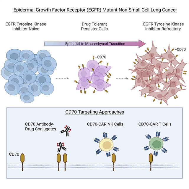 CD70是EMT相关EGFR酪氨酸激酶抑制剂耐药性上调的治疗靶点—小柯机器人 